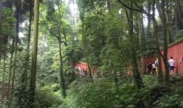 淮北四海一圈种的松树叫什么