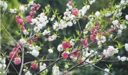 一月份种什么花安徽淮北