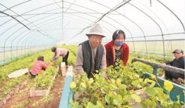 淮北市五月份能摘什么