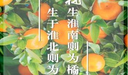 南橘为橘淮北橘为枳什么意思