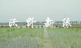 江苏省淮北地区种什么麦种最适合