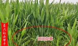 淮北地区小麦除草剂用什么药好呢