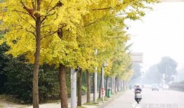 淮北一条银杏树的路叫什么