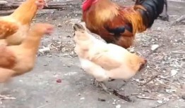 淮北三只狗一只鸡是什么