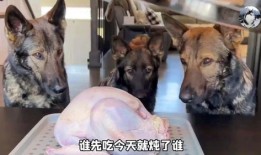 淮北三只狗一只鸡叫什么