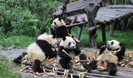 相山公园淮北动物园熊猫是什么狗