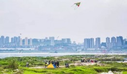 淮北有一棵树在什么地方