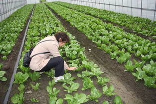 淮北地区2月中旬种植什么蔬菜