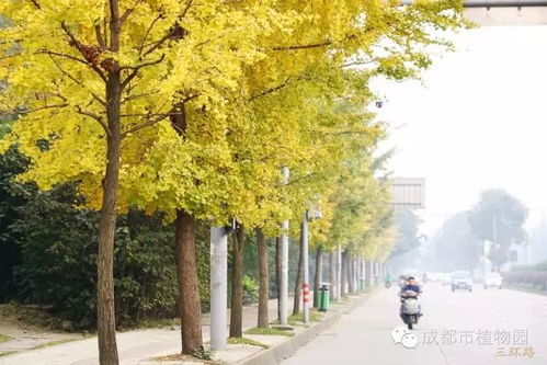 淮北一条银杏树的路叫什么