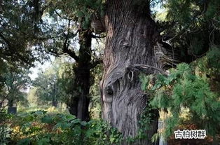 淮北四海一圈种的松树是什么