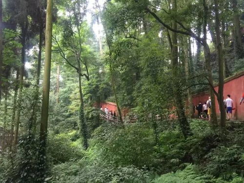 淮北四海一圈种的松树叫什么