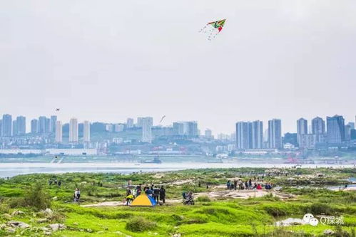淮北有一棵树在什么地方