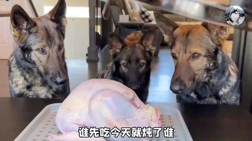 淮北三只狗一只鸡叫什么