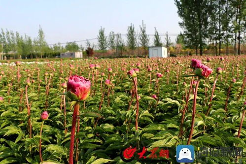 淮北有一束花是什么花开的