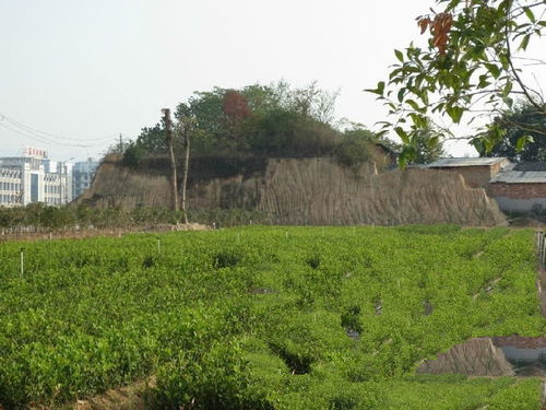 淮北市什么地方卖油茶树苗