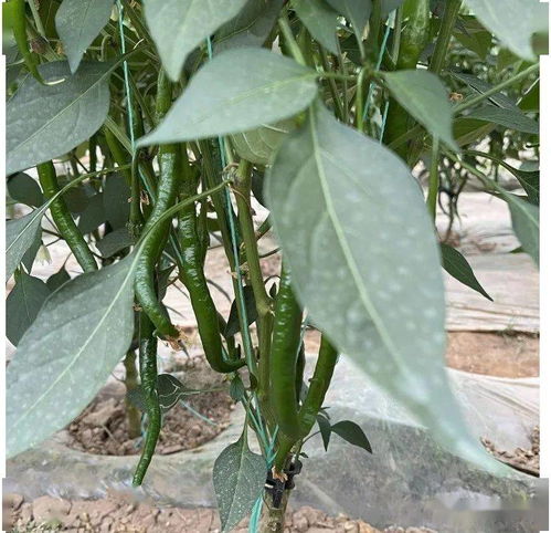淮北十月份能种什么蔬菜