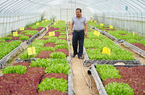五月份淮北种植什么菜好