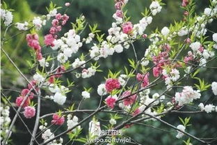 一月份种什么花安徽淮北